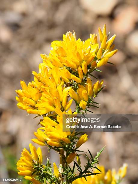 branch of furze, gorse (calicotome spinosa) blooming, in the nature in spring. - stechginster stock-fotos und bilder