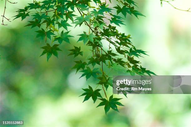 楓（新緑） - 新緑 stockfoto's en -beelden