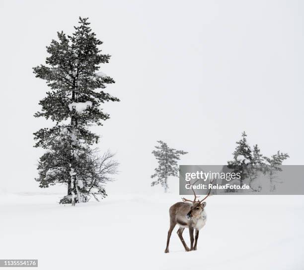 reno de pie en la nieve en el paisaje de invierno de la laponia finlandesa, finlandia - reno nevada fotografías e imágenes de stock