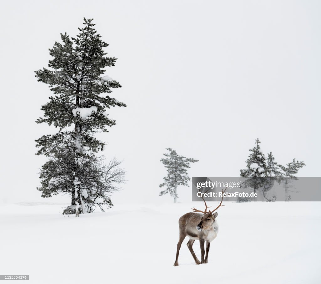 Renne restant dans la neige dans le paysage hivernal de Laponie finlandaise, Finlande