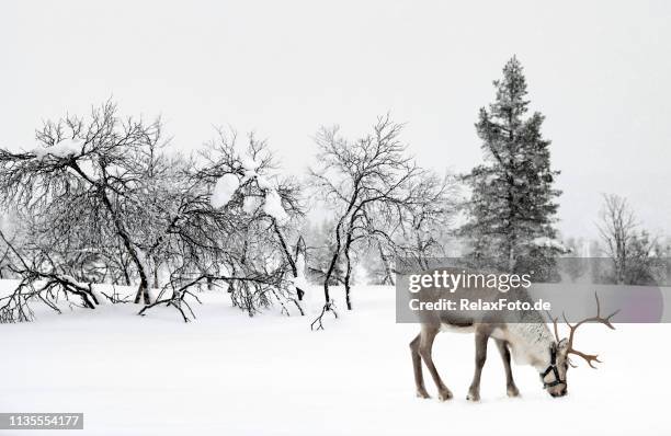 renkött i vinter landskap i finska lappland, finland - inari finland bildbanksfoton och bilder