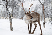 Reindeer standing in snow in winter landscape of Finnish Lapland, Finland