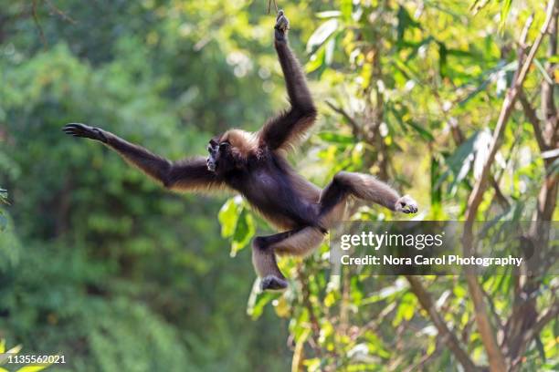 jumping bornean grey gibbon hylobates muelleri - gibbon stock pictures, royalty-free photos & images