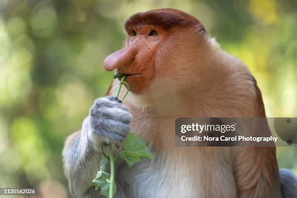 male proboscis monkey nasalis larvatus - jungle animal stockfoto's en -beelden