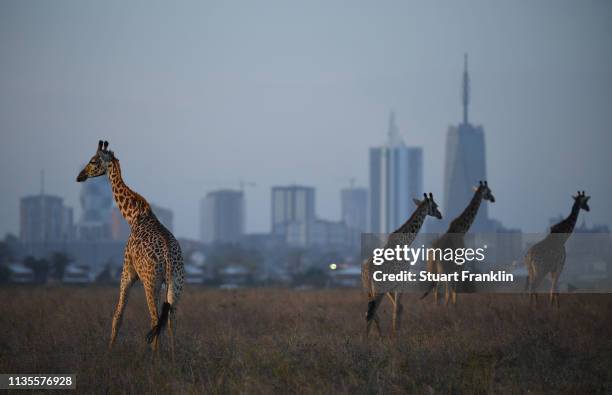 Giraffe are seen by the city skyline prior to the start of the Magical Kenya Open presented by Absa at the Karen Golf Club on March 13, 2019 in...