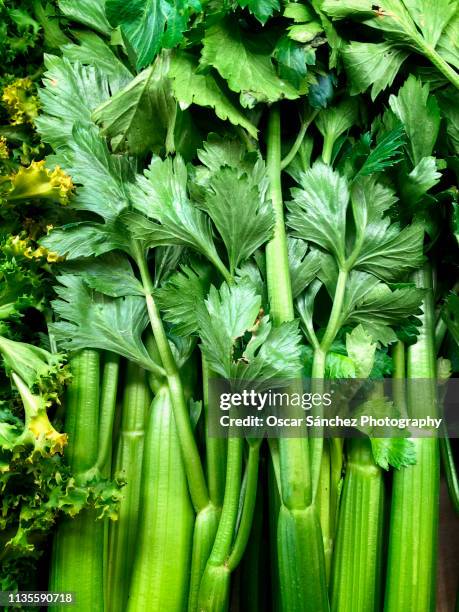 celery - stangensellerie stock-fotos und bilder
