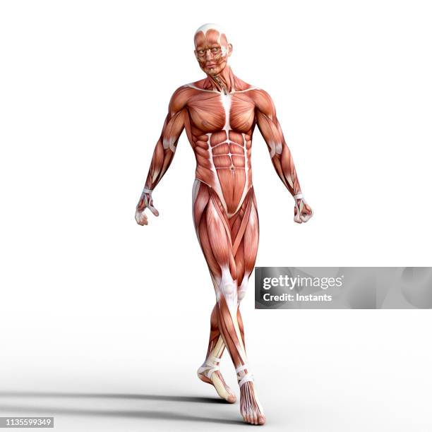 How To Rrender Muscles Anterior Muscle Anatomy Photos and Premium High Res Pictures - Getty Images
