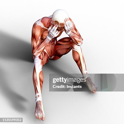 3d Render Depicting The Anatomy Of A Human Muscular System High-Res ...