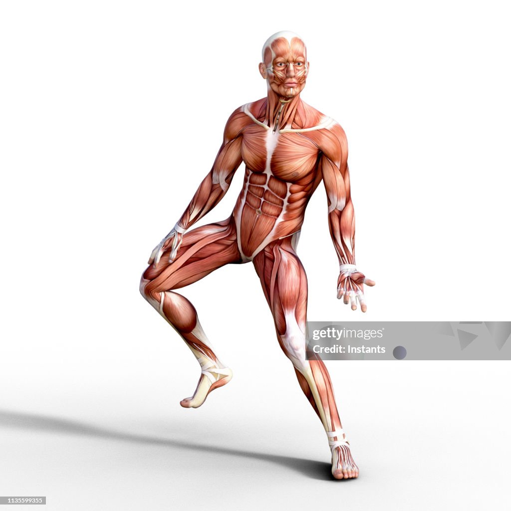 3D render depicting the anatomy of a human muscular system.