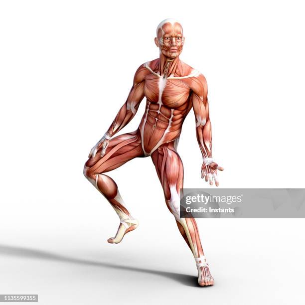 How To Rrender Muscles 4,300 Anterior Muscle Anatomy Stock Photos, High-Res Pictures, and ...