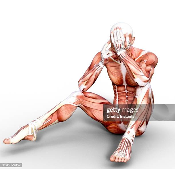 3d render depicting the anatomy of a human muscular system. - human representation stock pictures, royalty-free photos & images