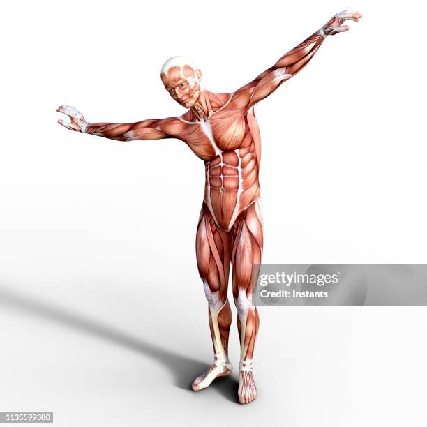 renderizado 3d que representa la anatomía de un sistema muscular humano. - músculo-humano fotografías e imágenes de stock
