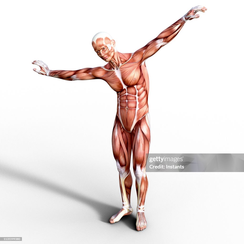 3D render depicting the anatomy of a human muscular system.