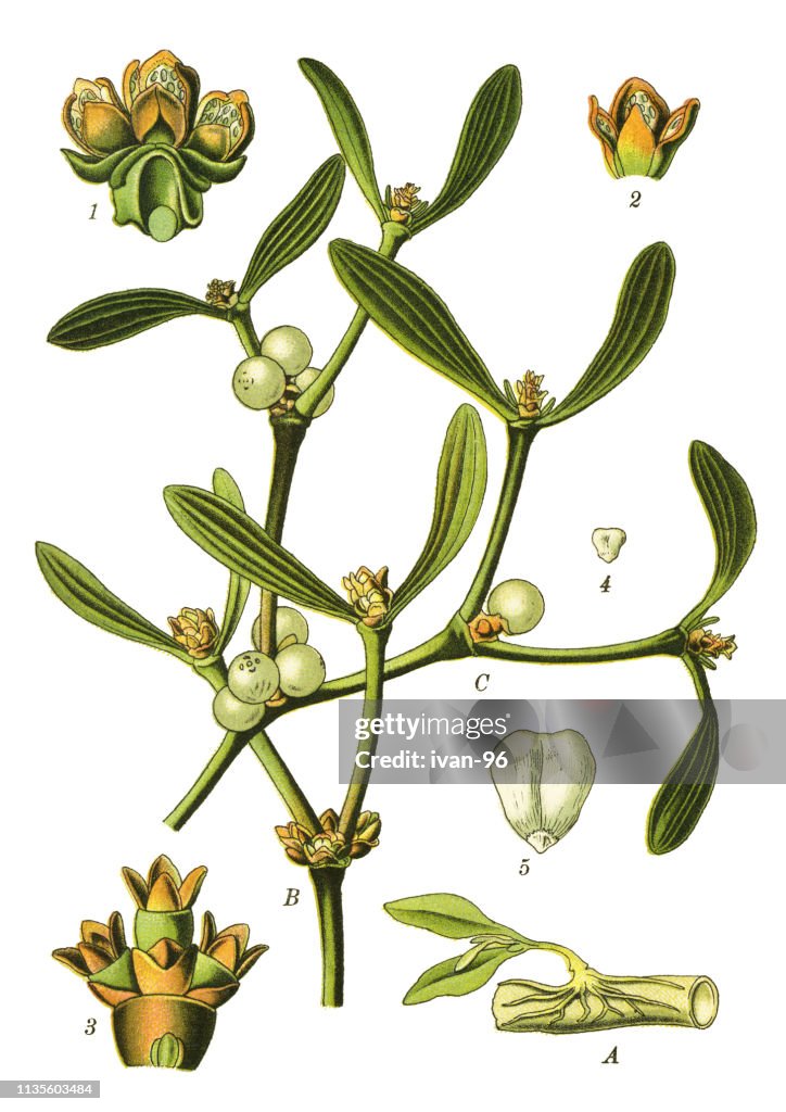 European mistletoe, mistletoe