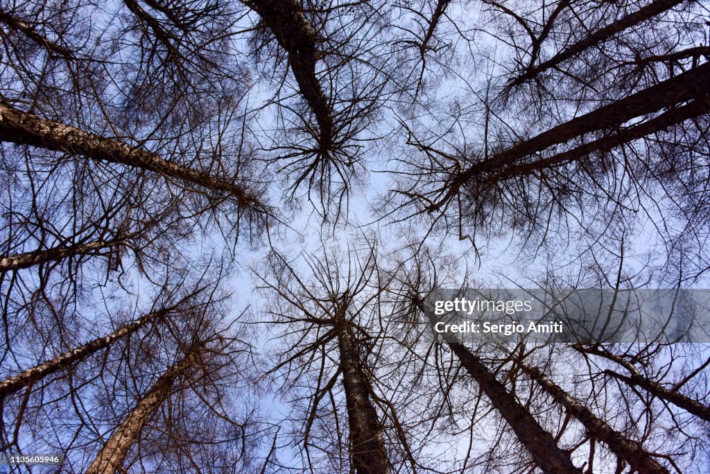 Looking up at trees in winter