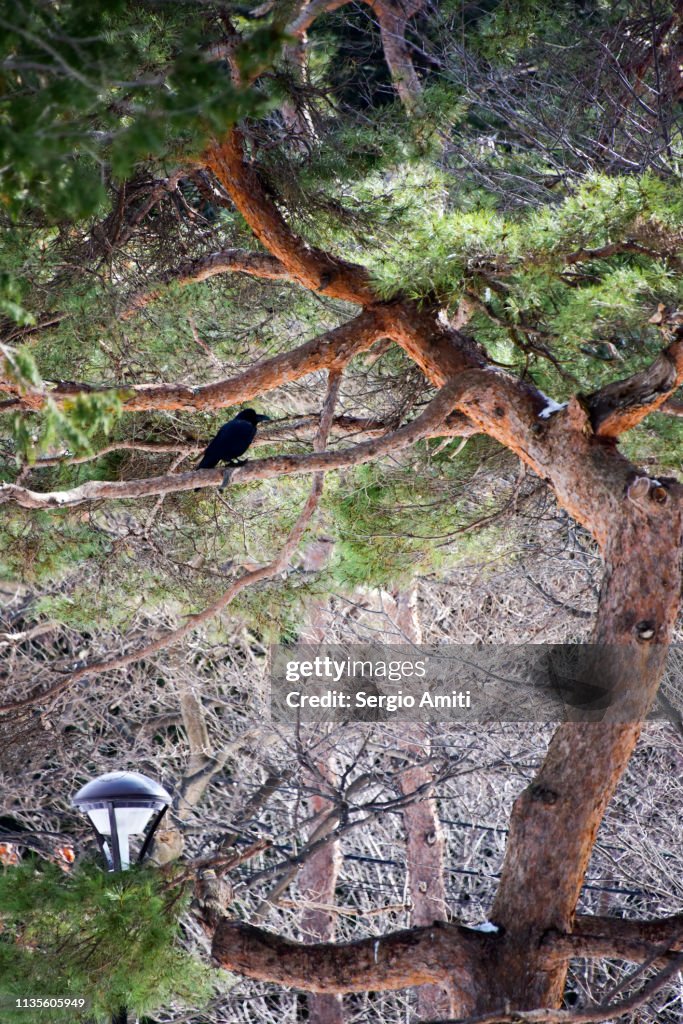 Crow on Ezoyama Zakura cherry tree