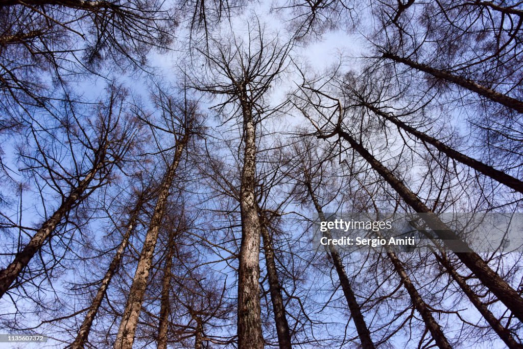 Looking up at trees in winter