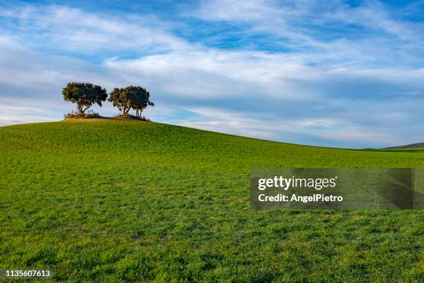 mediterranean landscape: holm oaks on a hill over a field of barley - gerafft stock-fotos und bilder