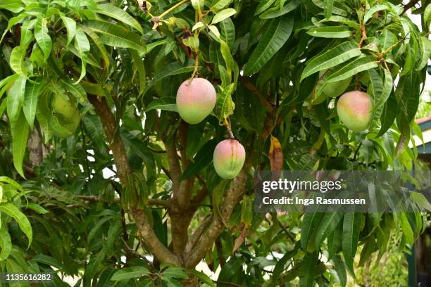 mango tree - mango tree stockfoto's en -beelden