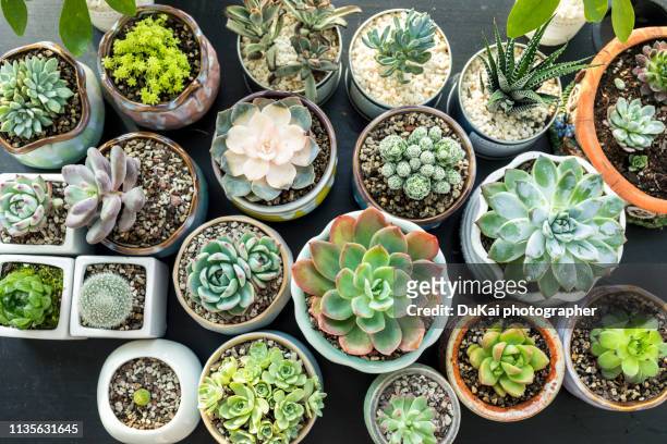 close-up of succulent plants - flower pot overhead stock pictures, royalty-free photos & images