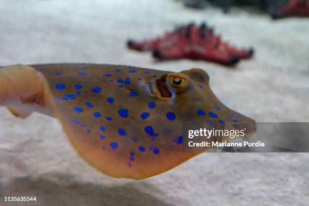 Horned Ray 153 Stingray Barb Stock Photos, High-Res Pictures, and Images - Getty ...