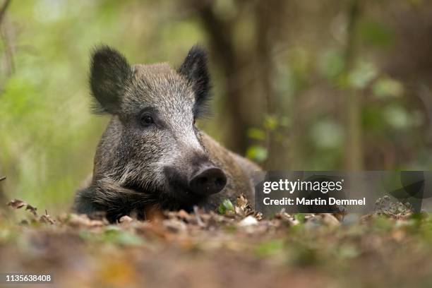 wild boar (sus scrofa) lies in oakleaves, prerow, germany - live oak stock pictures, royalty-free photos & images