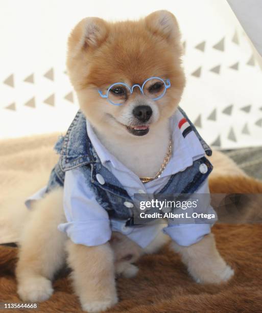 Bentley The Pom attends Clubhouse Kidchella held at Pershing Square on April 6, 2019 in Los Angeles, California.