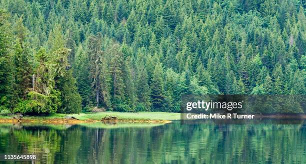 the khutzeymateen valley - great bear rainforest stock pictures, royalty-free photos & images