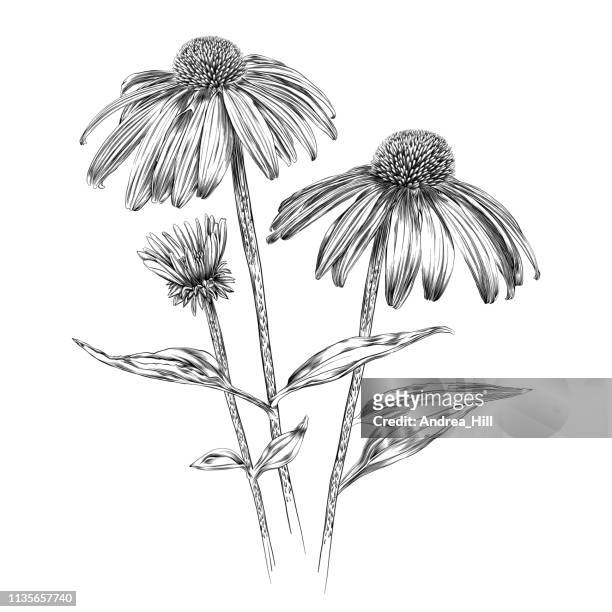 ilustraciones, imágenes clip art, dibujos animados e iconos de stock de echinacea flores pluma y tinta vector acuarela ilustración - equinácea
