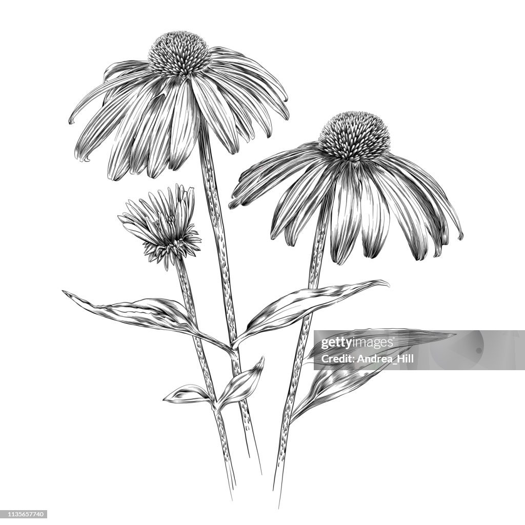 Echinacea Flowers Pen and Ink Vector Watercolor Illustration