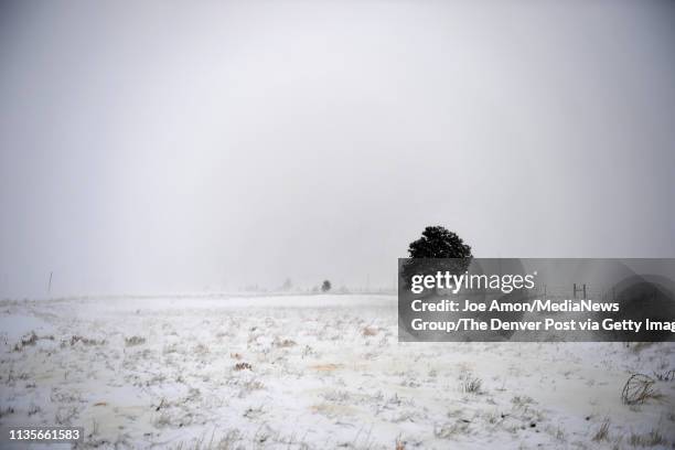 Driving snow blocking the sky along 80th in Arvada as the bomb cyclone sweeps into the Denver metro area March 13 in Arvada, Colorado.