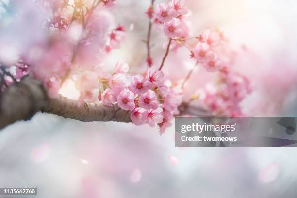 cherry blossom on tree. - hanami stock pictures, royalty-free photos & images