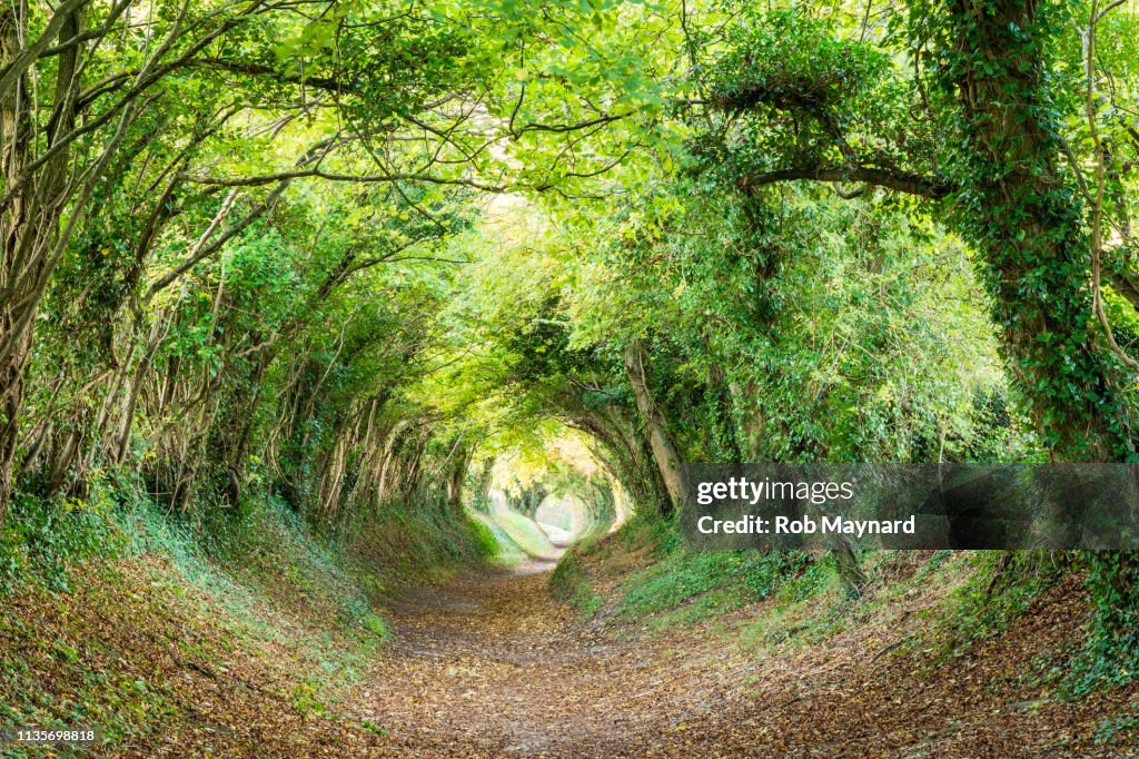 Halnaker tunnel in south downs