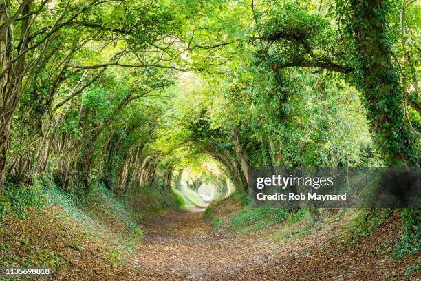 halnaker tunnel in south downs - claro herboso fotografías e imágenes de stock