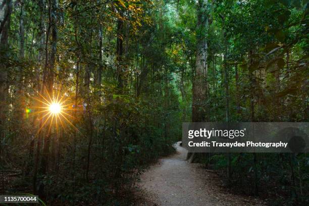 hidden pathway in the mary cairncross reserve on the sunshine coast, australia - nature reserve stock pictures, royalty-free photos & images