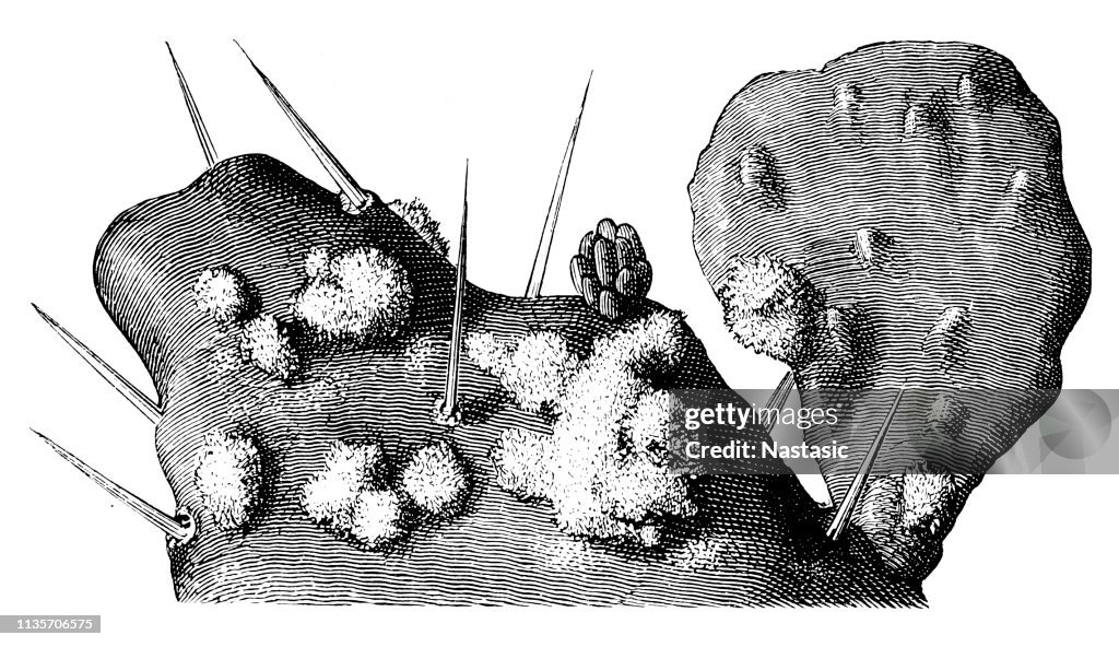 The scale insects of Coccus cacti