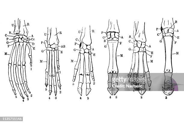 limb skeleton of mammals: orangutan, dog, pig, tapir, ox, horse - limb body part stock illustrations
