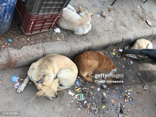 image of four wild stray indian dogs sleeping in rubbish / litter photo, by motorbike in new delhi street gutter, india - 4 wheel motorbike stock pictures, royalty-free photos & images