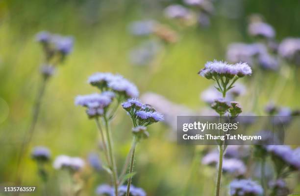 187点のfloss Flowerのストックフォト Getty Images 187点のfloss Flowerのストックフォト Getty Images