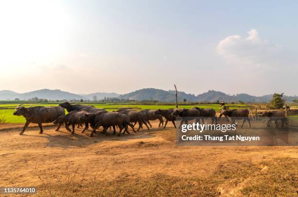 herd of cows in village - champs et lait photos et images de collection