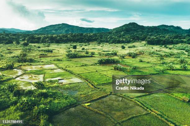 rural landscape in malawi, africa - harvesting rice stock pictures, royalty-free photos & images