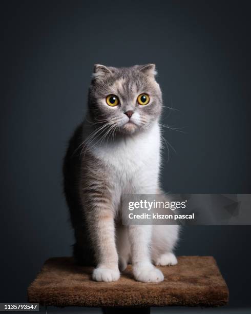 studio portrait of a cute purebred scottish fold cat sitting on a cat tree . - schotse-vouwoorkat stockfoto's en -beelden