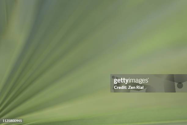 close up soft focused image of a palmetto leaf showing fanned out patterns - palmetto stock pictures, royalty-free photos & images