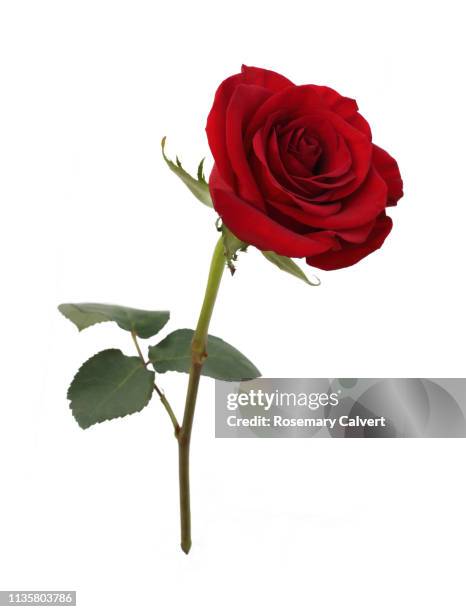 fragrant red rose with leaf on white. - rosa color stockfoto's en -beelden