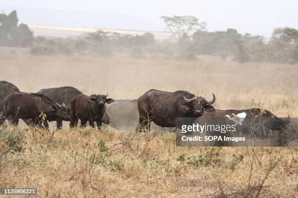 Buffaloes are seen grazing at Lake Nakuru National Park located about 150km Northwest of Nairobi capital. More than ten buffaloes have been reported...