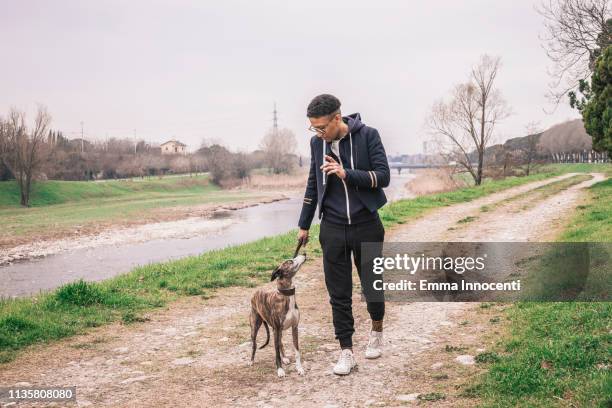woman walking her dog on the park - lady greyhound stock pictures, royalty-free photos & images