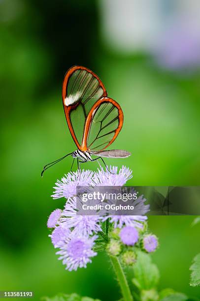 clearwing butterfly (greta oto) - neotropical butterfly stock pictures, royalty-free photos & images