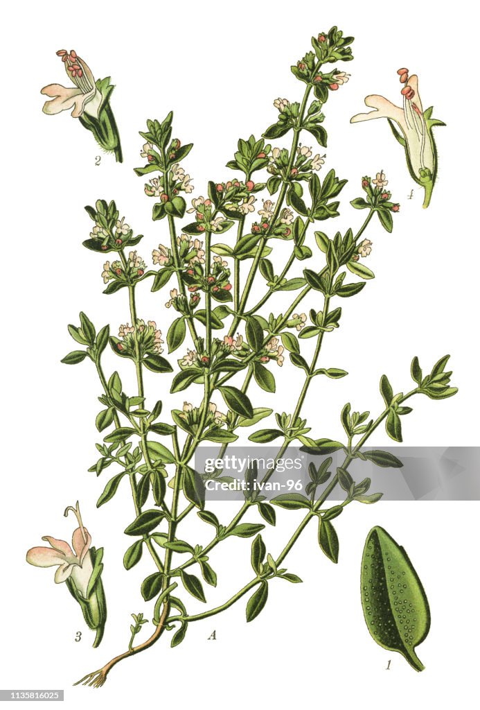 Timjan, Tysk timjan, trädgård timjan