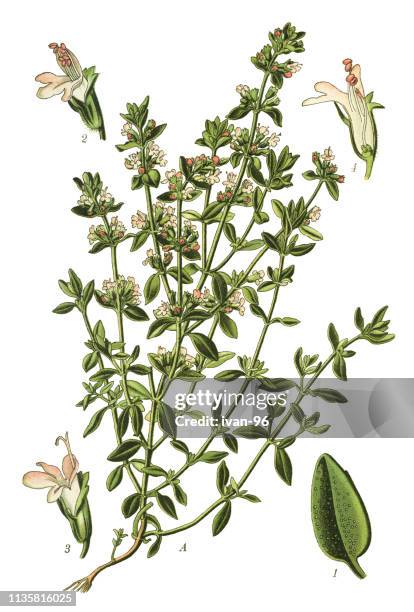 thyme, german thyme, garden thyme - thyme stock illustrations