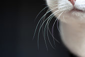Close up of white cat whiskers on dark background